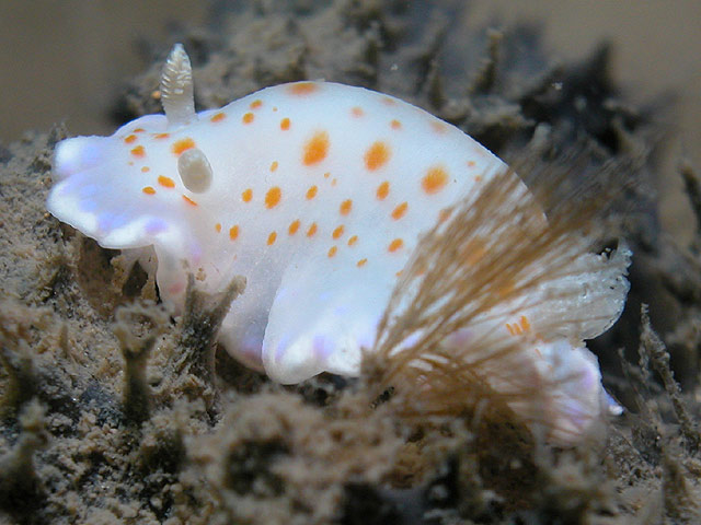 Chromodoris ambigua